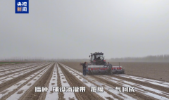 克苏地域共种植棉花750万亩